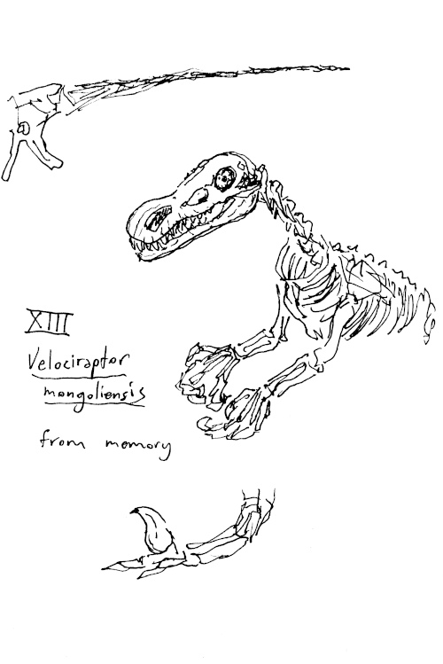 A sketch of various parts of a velociraptor.
